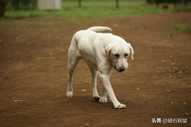 泰迪狗畸形,预防泰迪犬髌骨脱位哪款软骨素好