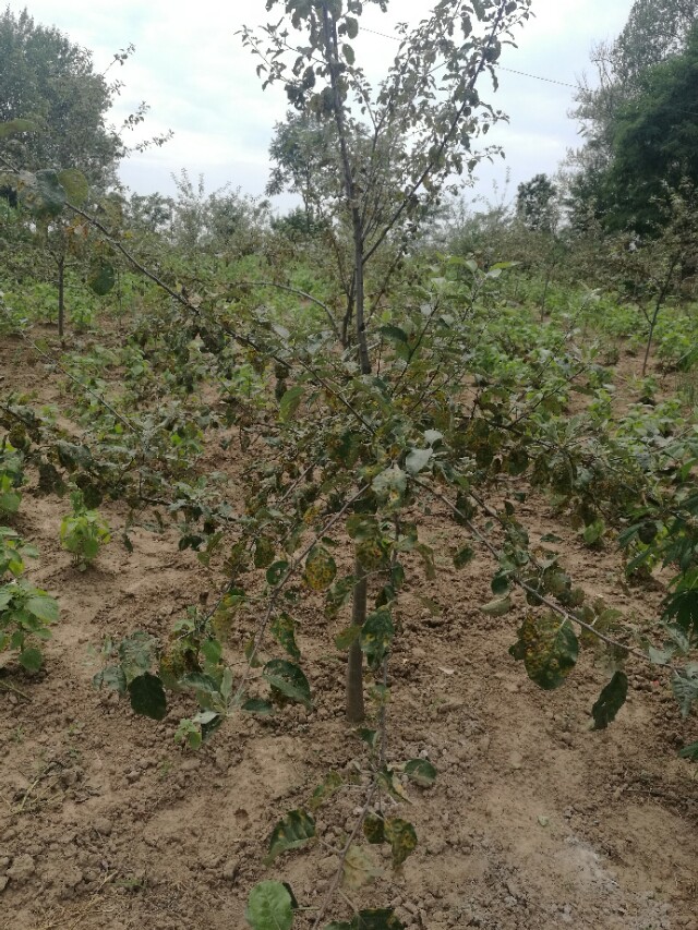 看图识病100例,看图识病图片及答案