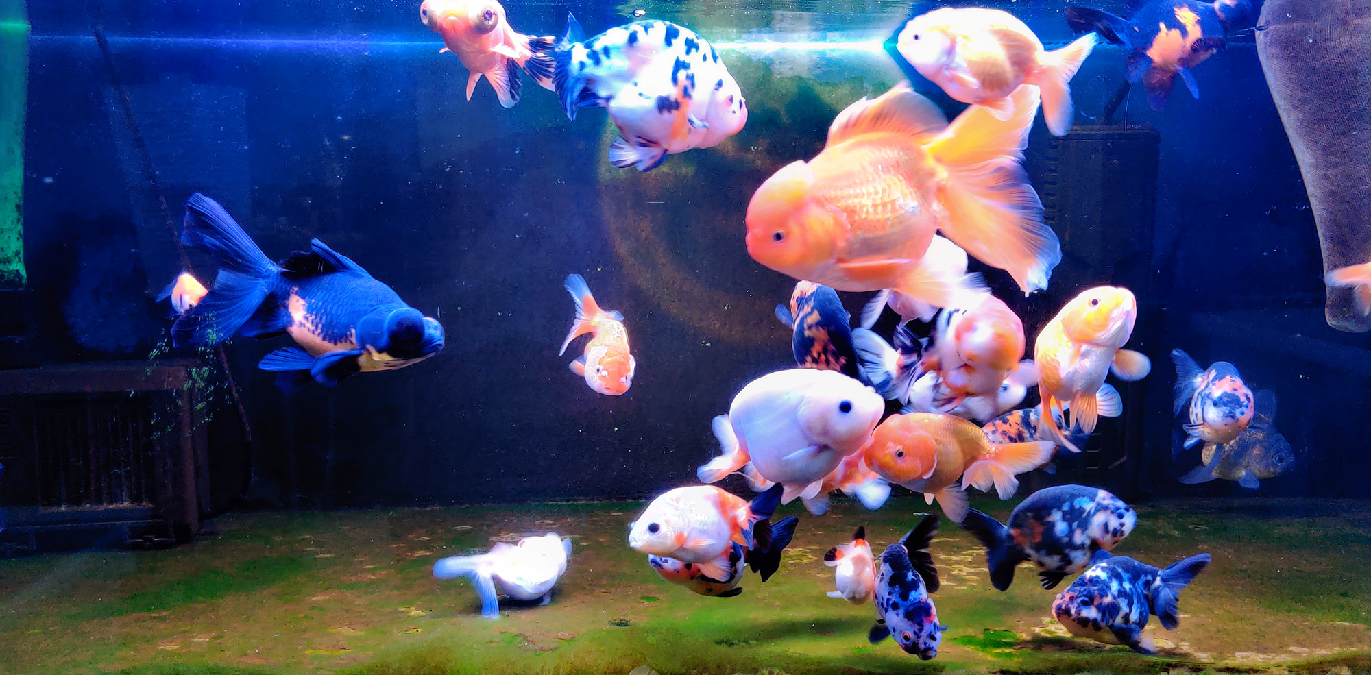 鱼缸好的过滤系统能让水清澈吗,鱼缸过滤系统哪种过滤效果好