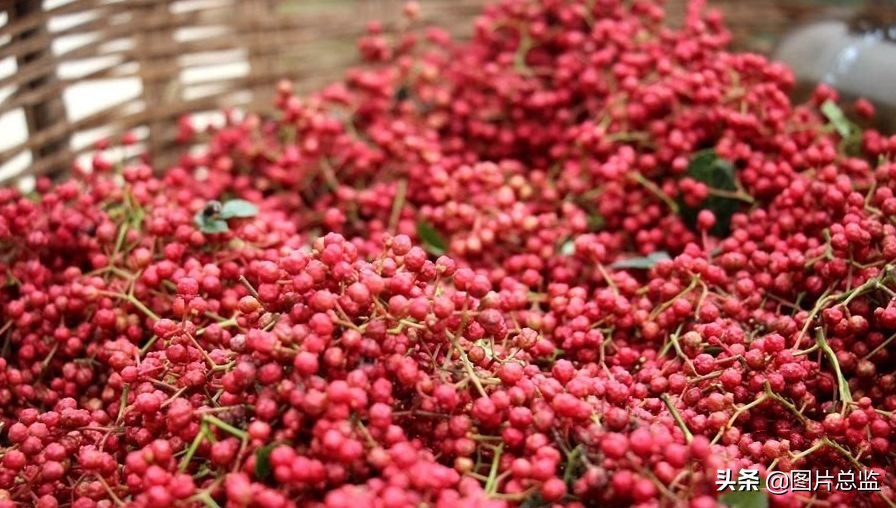 韩城摘花椒人工采摘多少钱一斤 (韩城采摘花椒最新联系方式)