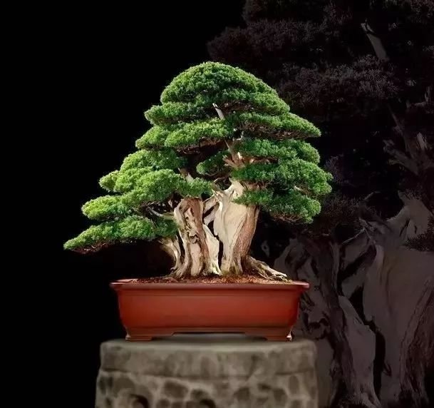 最贵的盆栽值多少钱,价格最昂贵的盆栽