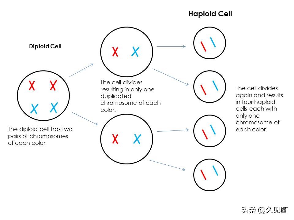 两个卵子能孕育生命吗,两个卵子能不能生育