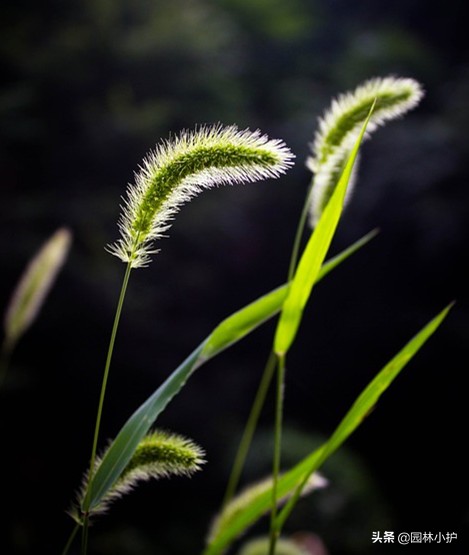 农村常见的药材植物大全,农村有什么好玩的植物还是常见的