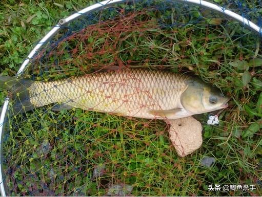 鲫鱼最佳商品饵料,现在鲫鱼爱吃什么饵料