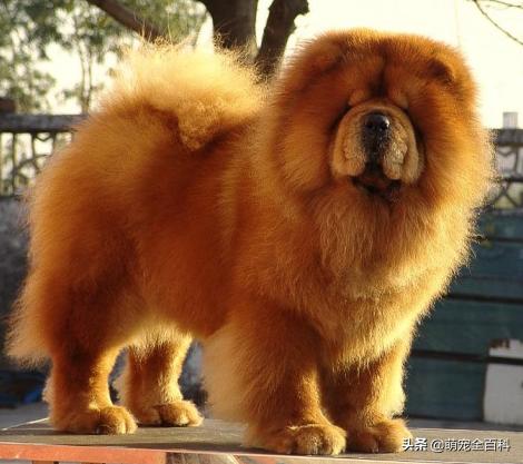 少喂一口狗狗它就可以多活几年,什么狗不挑食会守家对主人忠诚