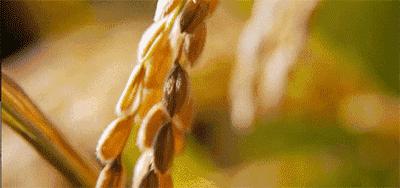 95后小伙袁隆平,袁隆平体育