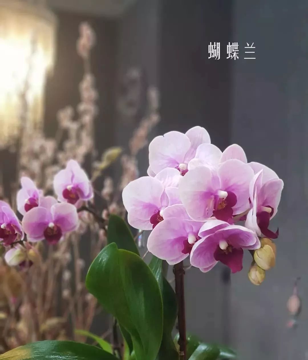 鲜花店常见花材品种大全,花店里同款的两种不同价格的花材