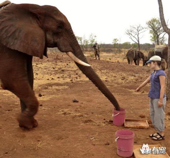 世界上怀孕周期最长的动物是什么,地球上寿命最长的动物是谁