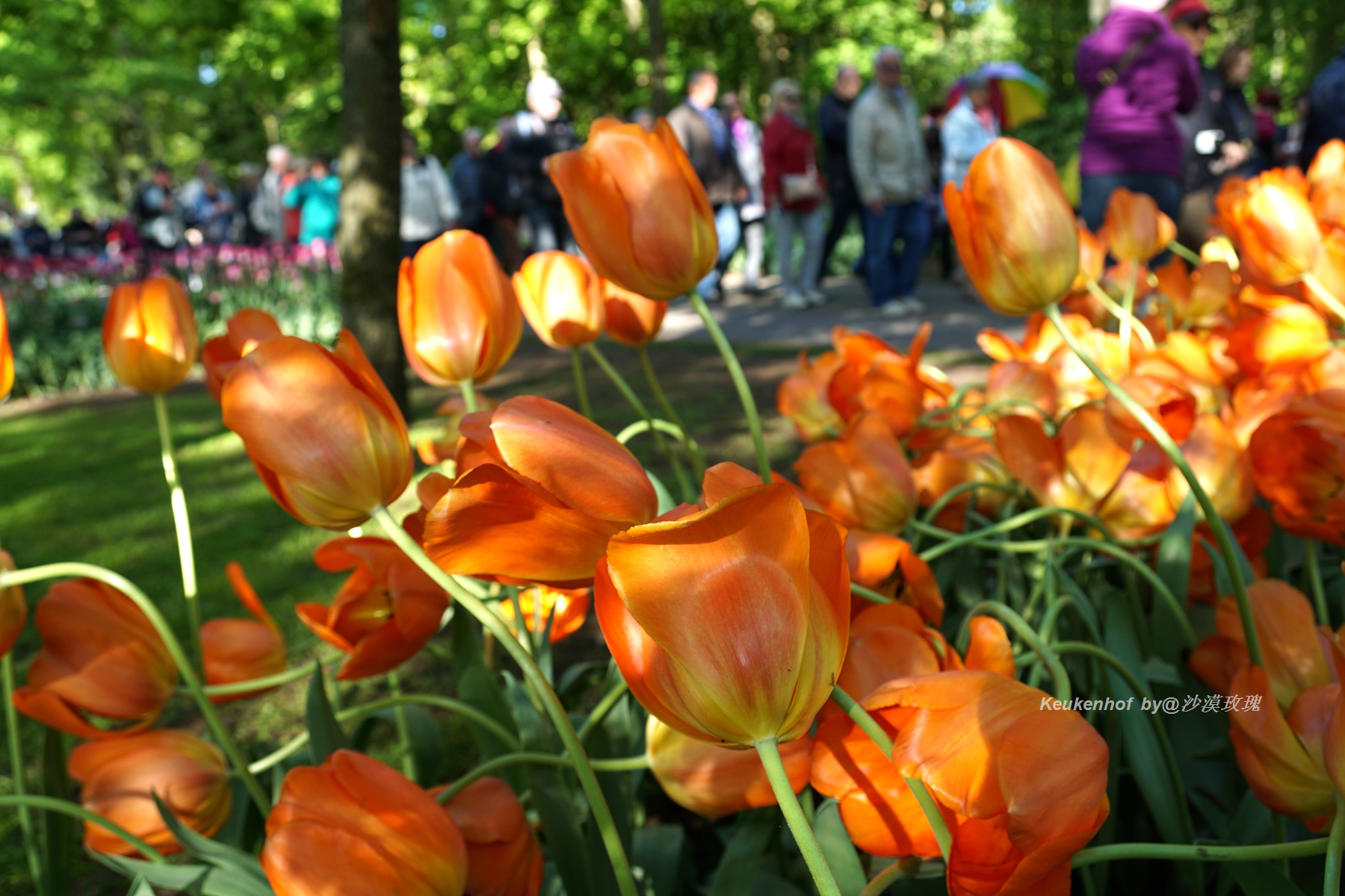 带你观赏荷兰郁金香,荷兰郁金香花海什么时候开