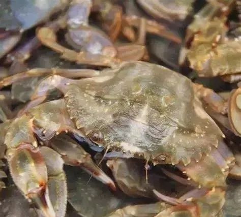 昆明火锅自助餐推荐排行榜,昆明自助餐海鲜烤肉火锅