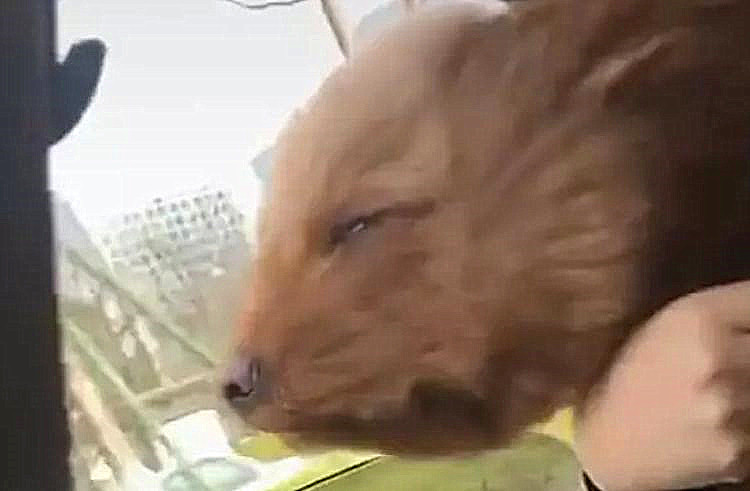 泰迪坐完车晕车,泰迪晕车咳嗽呕吐