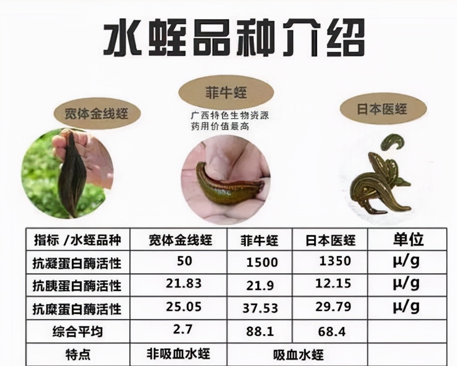 水蛭被人吃进肚子里它能活多久,水蛭被吃到肚子里能活吗