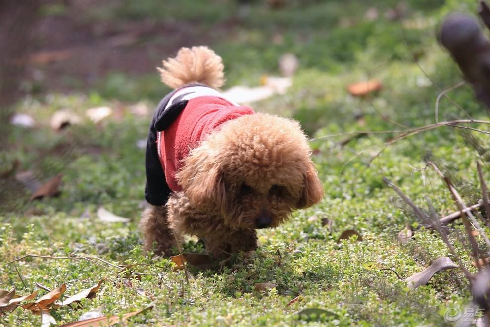 泰迪拒绝进食怎么回事,泰迪拒食