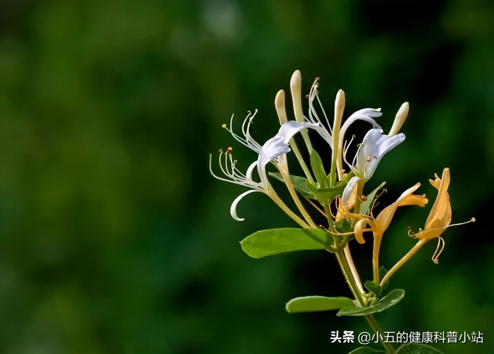 探索银花泌炎灵片的抗炎之旅,银花泌炎灵片治愈效果