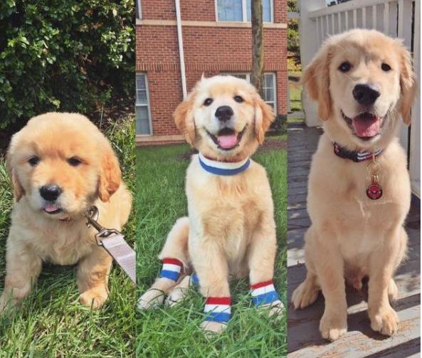 金毛犬怎么挑选,如何挑选好金毛犬