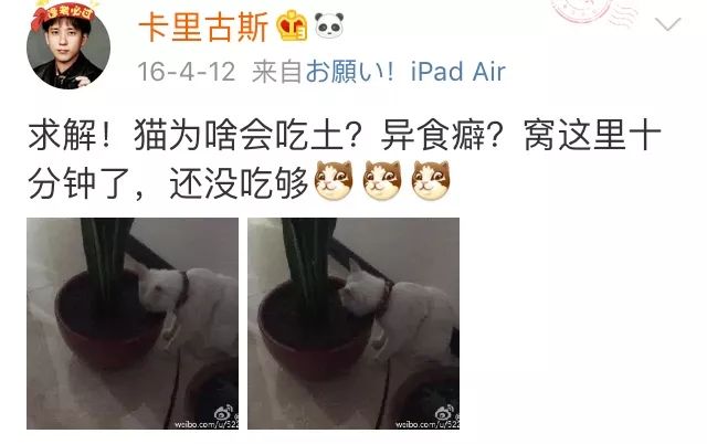 训练猫时可以给猫吃什么,训练猫捕食