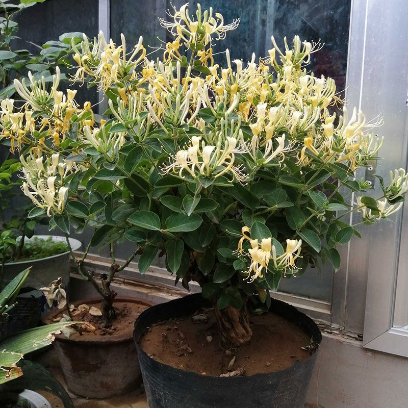 适合邻居养的十种花,养这7种花大人小孩都能养好