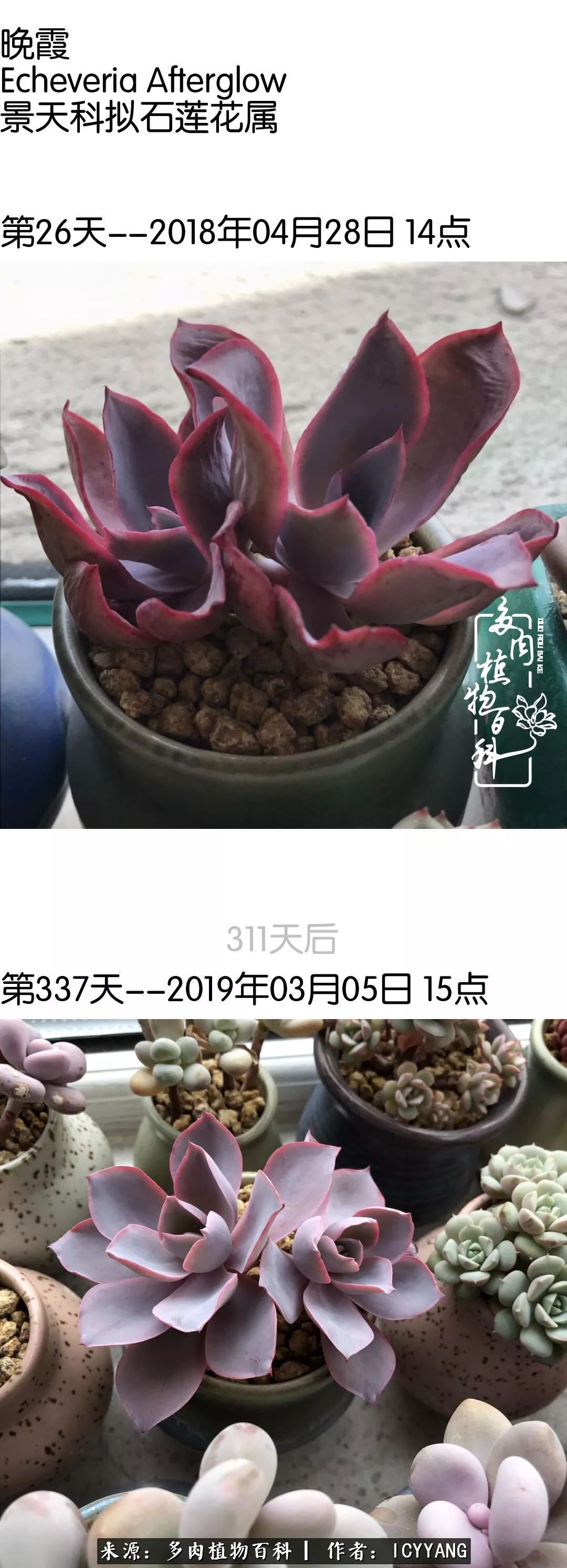 多肉隔着玻璃晒太阳效果好吗,隔着玻璃养的多肉照样长得好