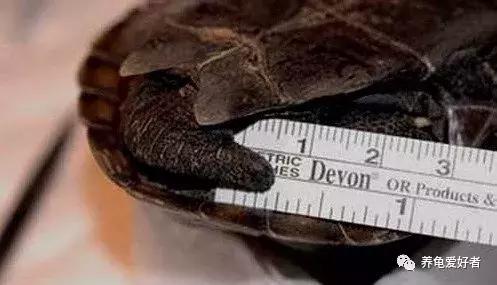 绿水养龟咬尾怎么办,大龟跟小龟怎么防止咬尾