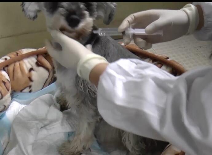 狗妈妈生崽后不带怎么办,狗妈妈生不出来宝宝该怎么办