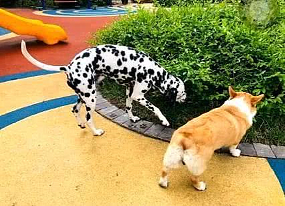 柯基和卷毛狗生出的孩子,柯基和泰迪的杂交犬为什么是黑色