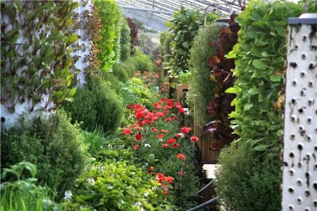 20亩的小农场产值翻了5倍,20亩小农场的发展