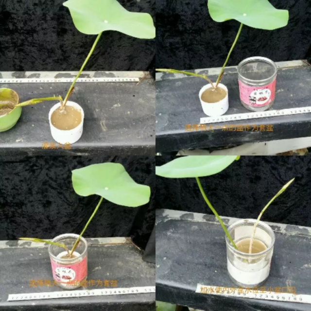 纰楄幉绉嶈棔绉嶆鏂规硶,绉嶆纰楄幉鐢ㄤ粈涔堝湡