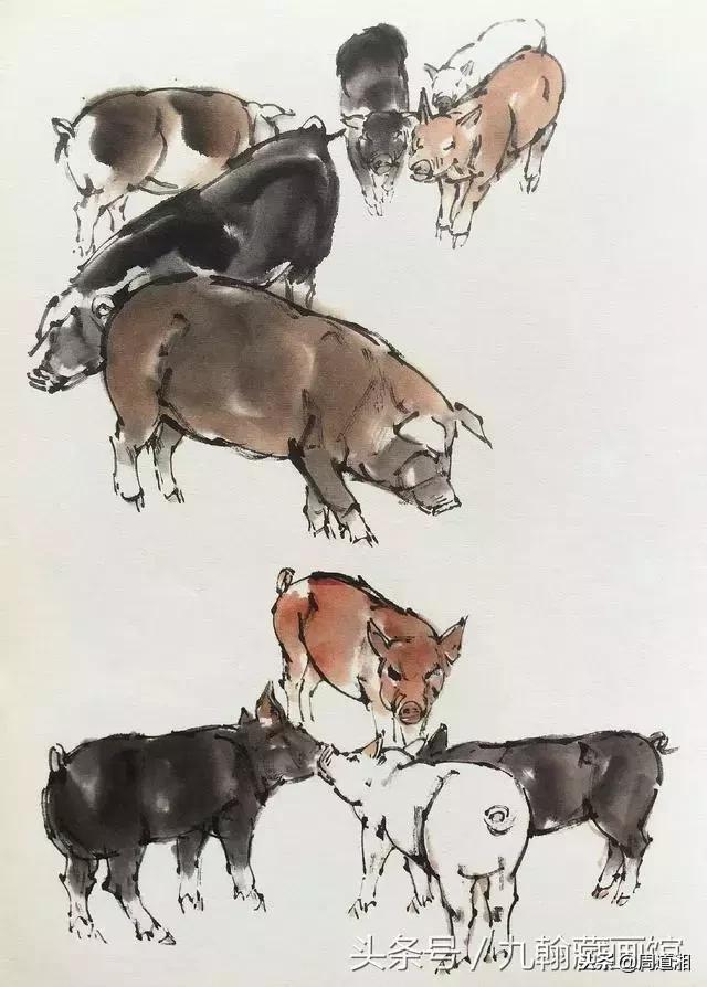 国画工笔猪图片,大写意画猪国画作品