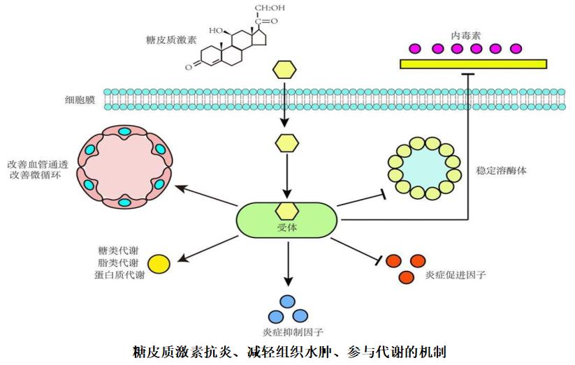 吃激素变胖有什么危害吗,吃激素变胖原因