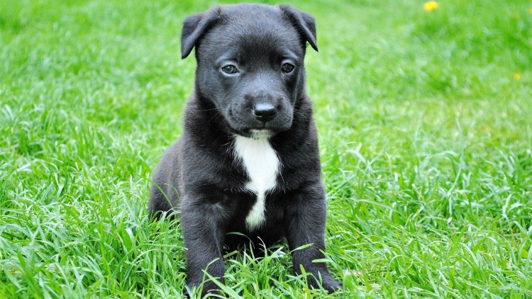 狗狗发烧能吃什么小儿感冒药,狗狗发烧可以打什么退烧针