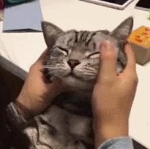 强撸猫灰飞烟灭,让猫咪上头的撸法