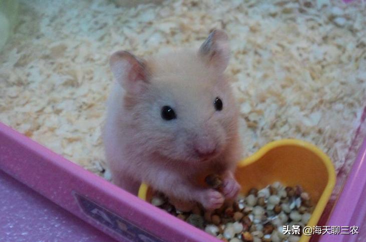 仓鼠养殖技术全集,仓鼠养殖技术与建造