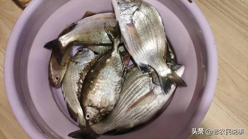 泥猛鱼野生有黄有绿,福建新鲜泥猛鱼