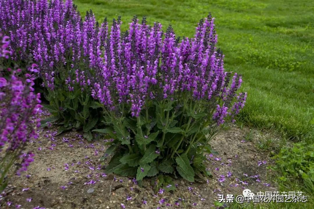 全球知名育种商网上推新品——TerraNova、ProvenWinners|环球