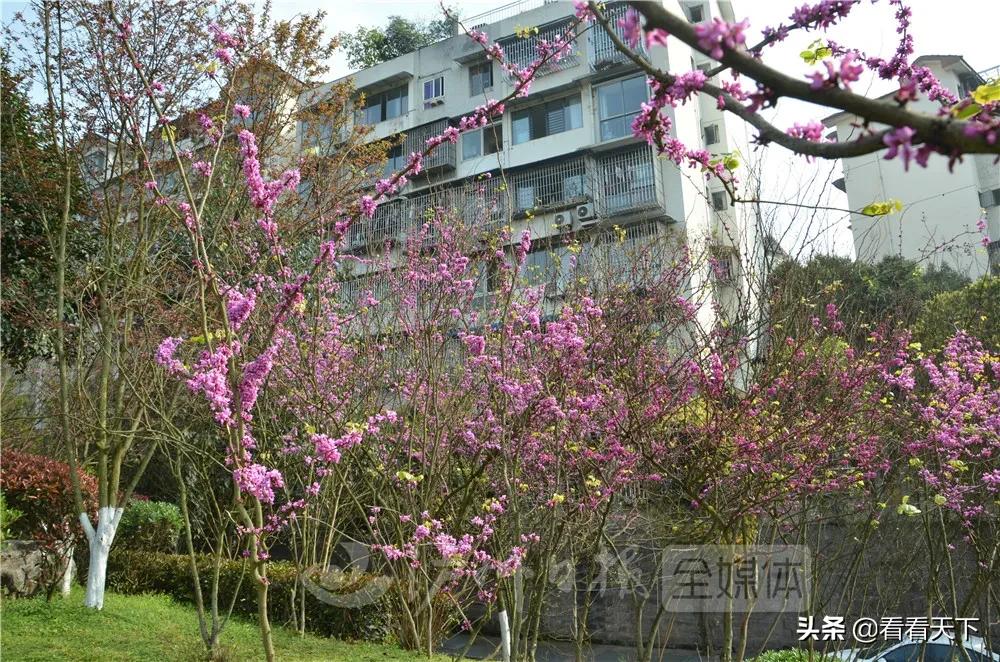 泸州四季花海开放了吗现在,泸州3月赏花胜地心花怒放在哪