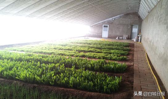 大安农业大棚,大安大棚蔬菜种植基地地址