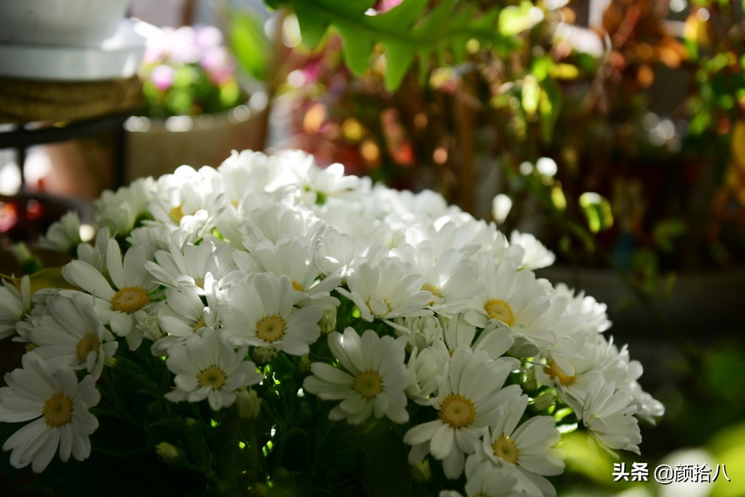 就趁现在，花园最忙碌的季节|园丁