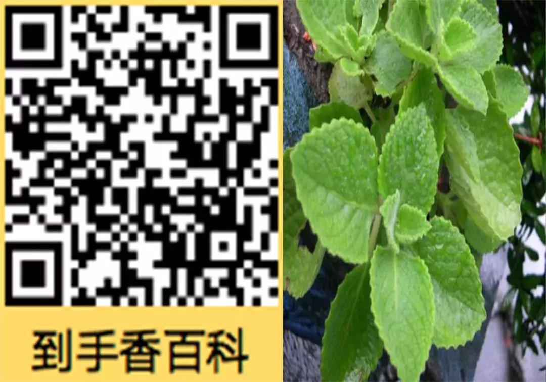 一口黄牙影响颜值,一口黄牙齿