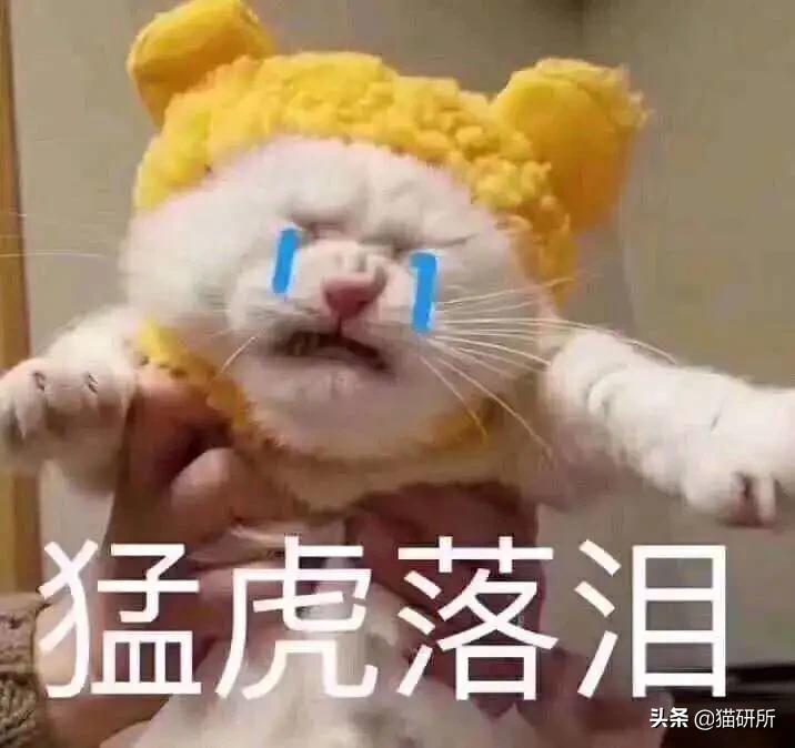养猫怎么防止猫咪跑丢,猫咪走丢3招快速找回