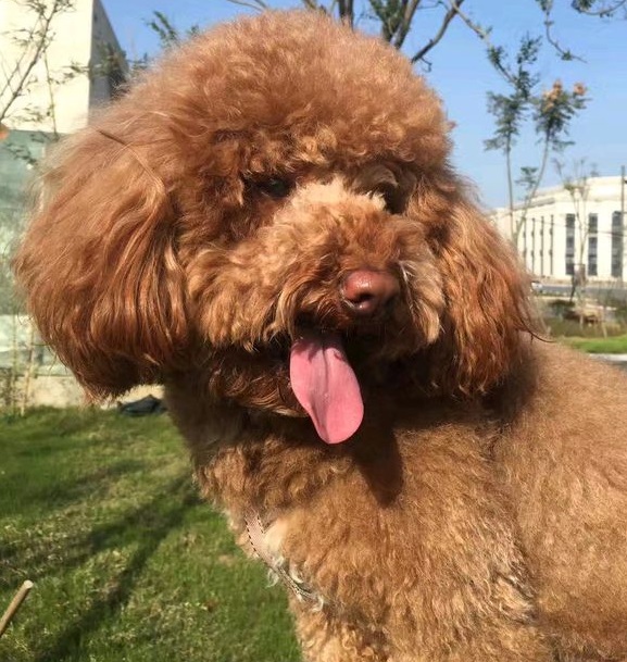 泰迪脑袋大是纯种的吗,纯种泰迪犬体型是怎样的图片