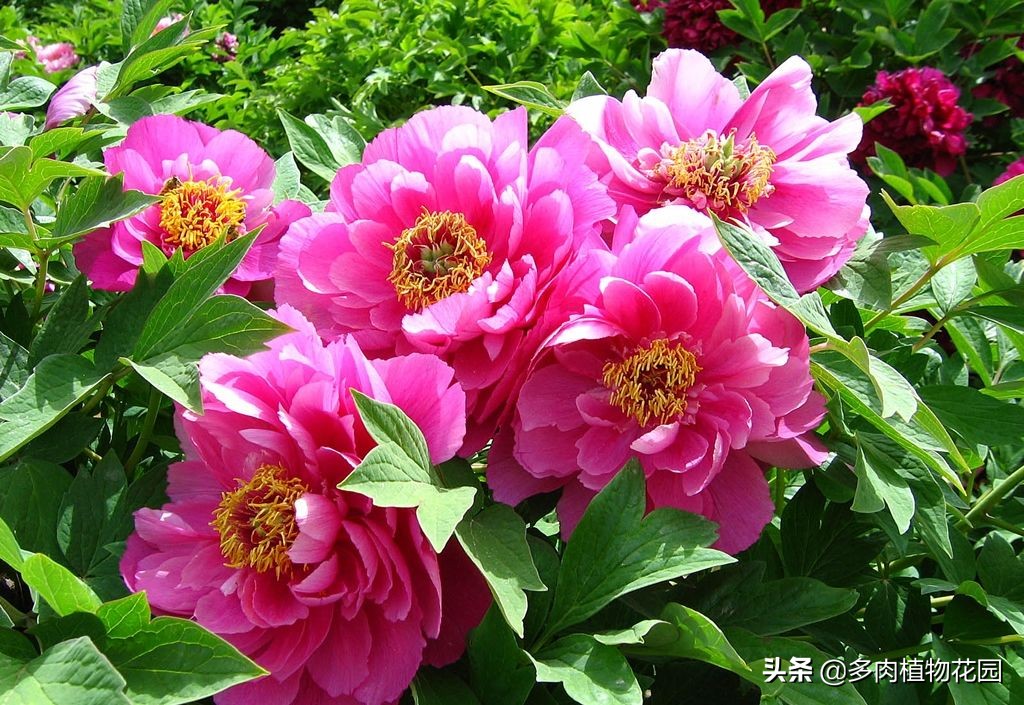 中国四大名花哪种最好,中国十大名花茶花香味排行榜