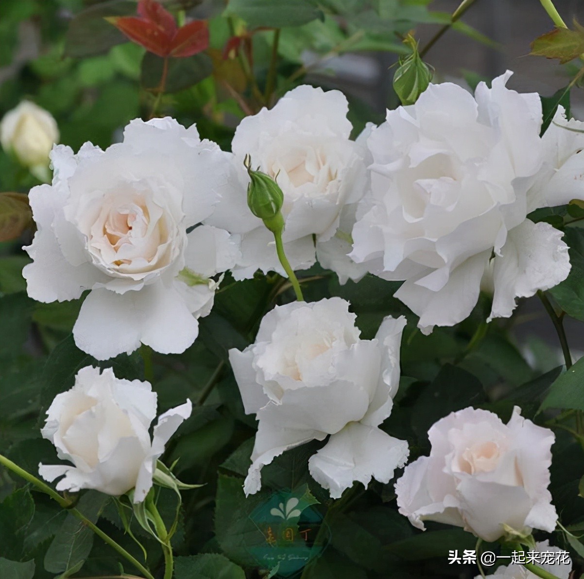 十大公认最好养切花月季,月季盆栽皮实好养的品种排名