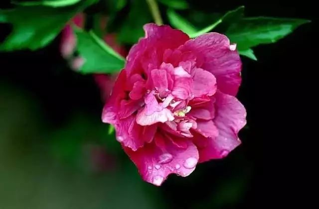 世界顶级奇花异卉,100种奇花异草图