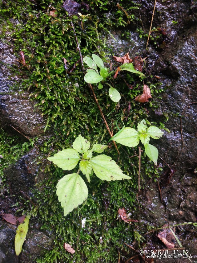 高冠瀑布现在开放吗,高冠瀑布值得去不