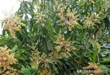 芒果细菌性黑斑病的防治,芒果黑心病防治措施