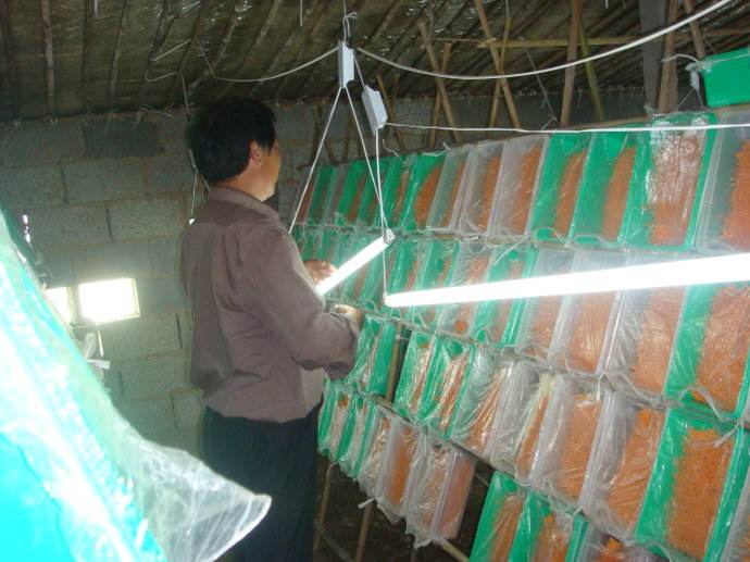 虫草花成分和虫草一样吗,虫草花跟虫草有什么区别