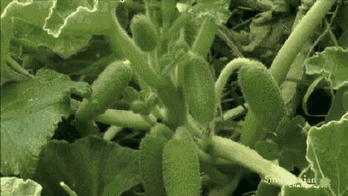 种子的传播方式有哪些和什么有关,种子传播的方式及其特征是什么