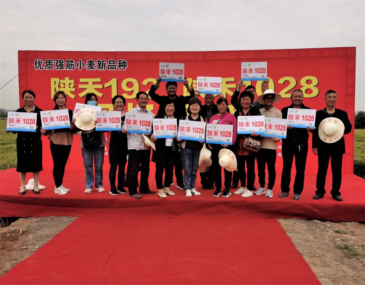 陕禾192小麦品种早熟吗,陕禾1028和192的区别