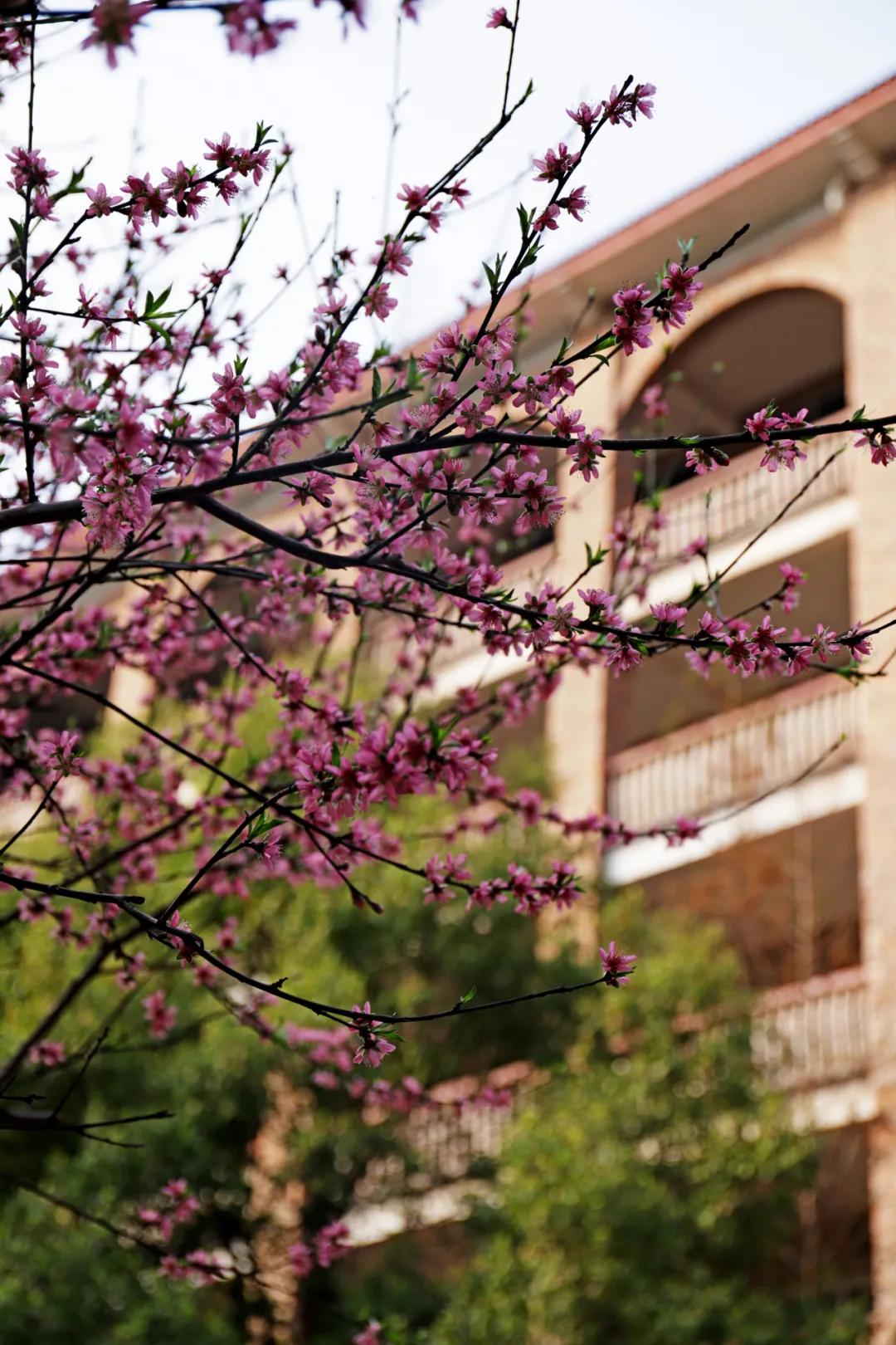 迎接校园里的百花齐放,教室窗外百花齐放