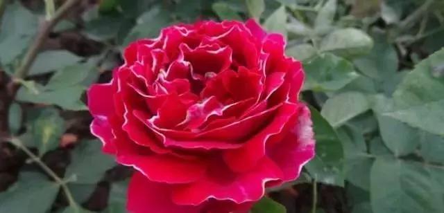 每天学习一点点——100种玫瑰品种科普